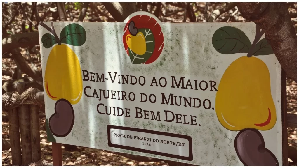 Como Visitar o Maior Cajueiro do Mundo em Natal