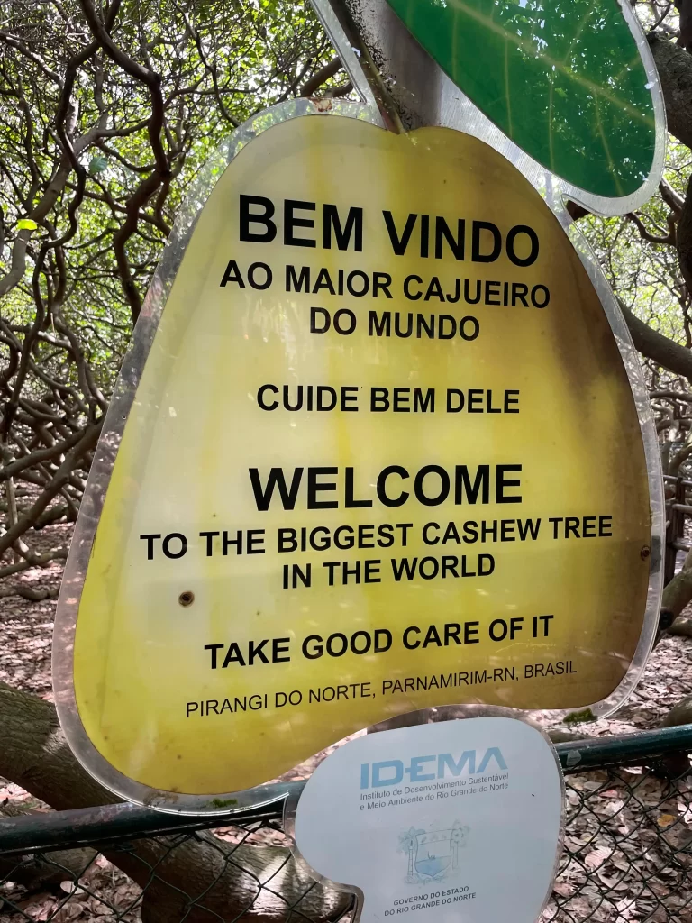 Como Chegar ao Maior Cajueiro do Mundo